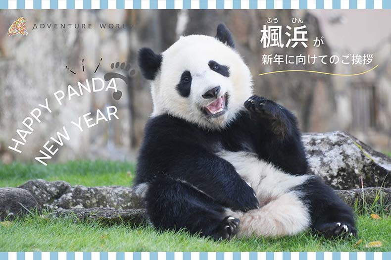 ハッピーパンダニューイヤー ジャイアントパンダ 楓浜 ふうひん が新年に向けてのご挨拶 食べ残した竹を使った門松をプレゼント アドベンチャーワールドのプレスリリース