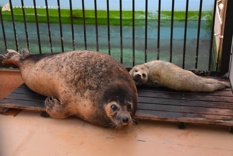 19年ぶりに ゴマフアザラシの赤ちゃんが誕生しました