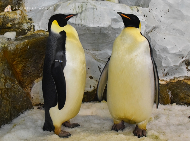 未来の繁殖を目指してエンペラーペンギンのブリーディングローンを行います アドベンチャーワールドのプレスリリース