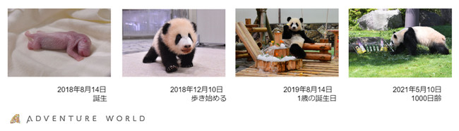 Happy Panda Fes ２０２２ プレイベント 朝は公式snsでライブ配信 夜はオンライン誕生会でお祝い 彩浜 さいひん ４歳の誕生 会を開催します ２０２２年８月１４日 日 和歌山経済新聞