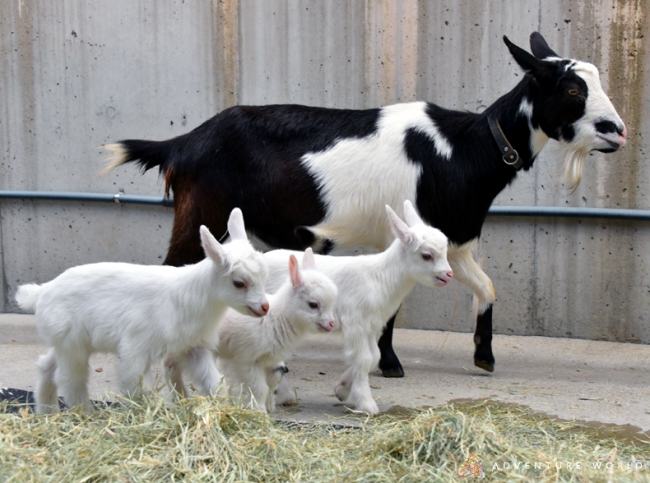 ヤギの赤ちゃん３頭を２０１９年３月３０日 土 より公開いたします アドベンチャーワールドのプレスリリース