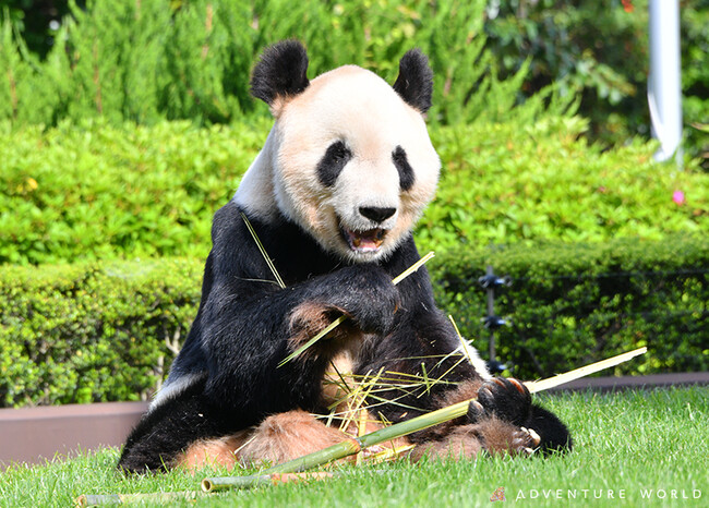 最大77%OFFクーポン 北京動物園 パンダ チャーム2個