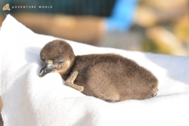この春 ７羽のケープペンギンの赤ちゃんが誕生しました アドベンチャーワールドのプレスリリース