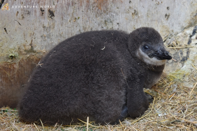 この春 ７羽のケープペンギンの赤ちゃんが誕生しました アドベンチャーワールドのプレスリリース