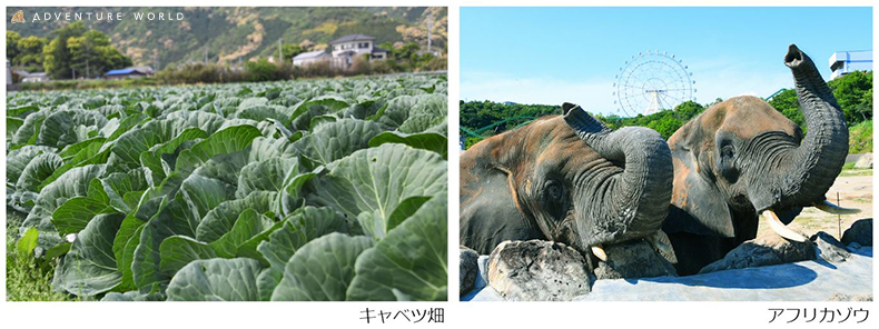 地域のJA協力 食品ロスを削減　市場に出回らないキャベツを動物飼料として購入