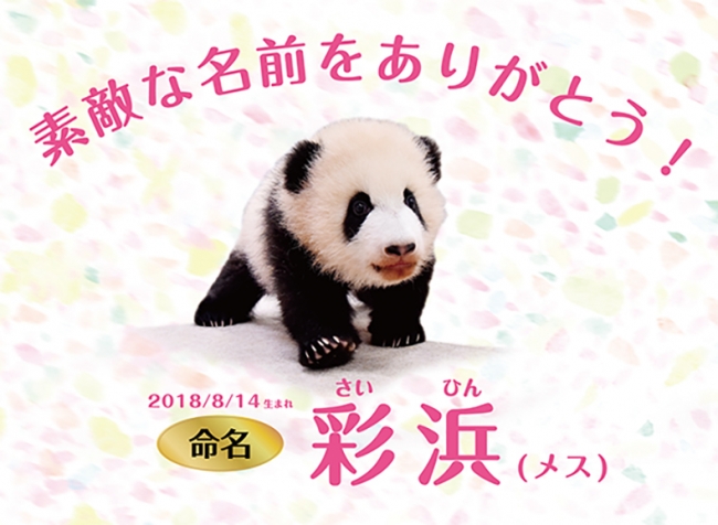 パンダの赤ちゃん「彩(さい)浜(ひん)」命名記念企画南紀白浜マリオット 