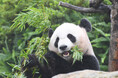 HAPPY PANDA FES 2023 学生団体BohNo × アドベンチャーワールドパンダの “食” を通してアップサイクルを考える参加型イベントを開催!