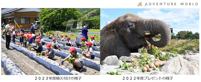 動物たちと食育体験　周参見小学校の児童がサツマイモの植え付けを体験　秋には収穫しパークの動物たちへプレゼント