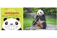 「パンダコパンダ展-岡山・杜の街の巻-」を見た後は、本物のパンダを見に行こう！アドベンチャーワールド１日入園券が当たるXキャンペーンに協賛