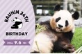 「HAPPY PANDA ３０th」 日中共同繁殖研究３０周年ジャイアントパンダ「良浜（らうひん）」２４歳の誕生会を開催いたします！日程：２０２４年９月６日（金）