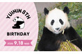 「HAPPY PANDA ３０th」 日中共同繁殖研究３０周年　ジャイアントパンダ「結浜（ゆいひん）」８歳の誕生会