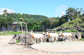 こころにスマイル 未来創造パーク将来の繁殖を目指し、長野市茶臼山動物園よりシロオリックス1頭が仲間入りします