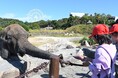 動物たちと農業・食の循環を体験するプログラムすさみ町立周参見⼩学校の1・2年⽣29名が春に植えたサツマイモを収穫パークの動物たちへプレゼント