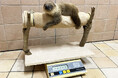 8月28日生まれのフタユビナマケモノの赤ちゃん生まれたときは 640g、生後2か月の体重は? 11月1日(金) 計量記念日に公開体重測定!