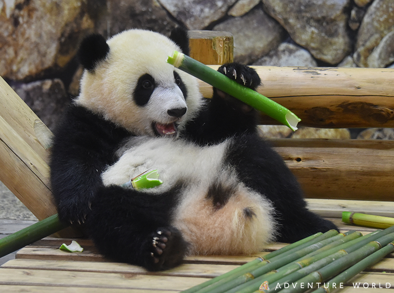 交通安全啓発活動に協力 全国のお子様から寄せられた 交通ルールを守る誓いの言葉集を和歌山県警察より 交通安全 和歌山夢大使 彩浜 さいひん に寄贈いただきます アドベンチャーワールドのプレスリリース