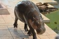 動物たちのいのちを未来へ ニフレルよりミニカバ1頭がアドベンチャーワールドへ仲間入りします!