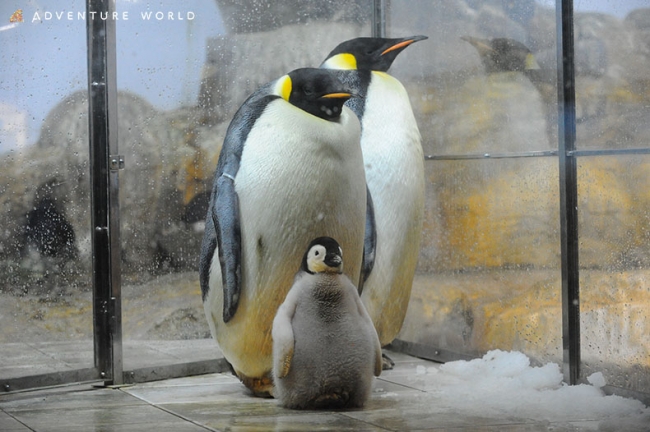 エンペラーペンギン １０月初旬に誕生予定２００４年の第１羽目誕生以降 １３羽目となる赤ちゃんです アドベンチャーワールドのプレスリリース