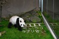 「彩浜(さいひん)」「楓浜(ふうひん)」ありがとう!「交通安全和歌山夢大使」を務めた2頭へ感謝状が贈呈されます2025年5月20日(火)