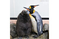 キングペンギンの人工授精に4年ぶりに成功しました!~産学連携による共同研究で国内4・5例目となる赤ちゃんが誕生~