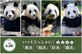 4頭のジャイアントパンダの帰国日が決定しました