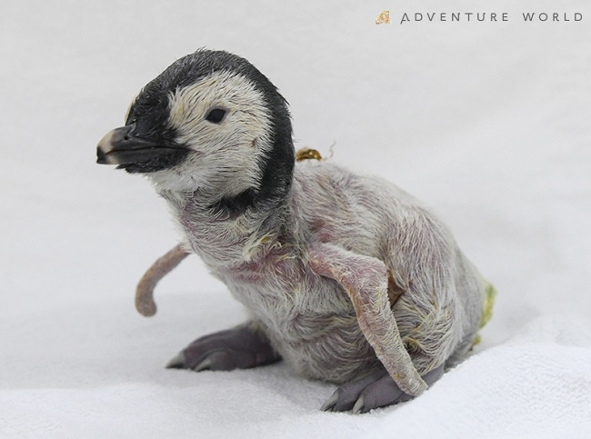 アドベンチャーワールドでエンペラーペンギンの赤ちゃん誕生