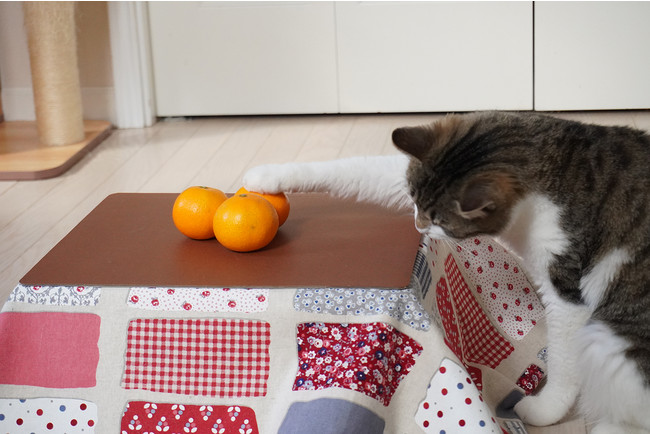 猫だってコタツに入りたいニャ 日本初となる猫専用こたつ付きみかん 猫と こたつと 思い出みかん 12月3日までご予約受付中 有限会社 中田鶏肉店のプレスリリース