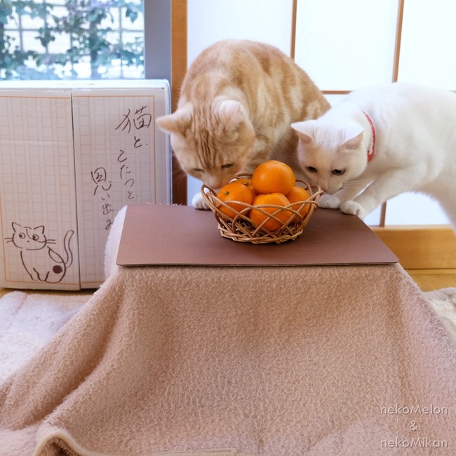 みかんを食べてネコ助けするニャ！日本初となるネコ専用こたつ付き 