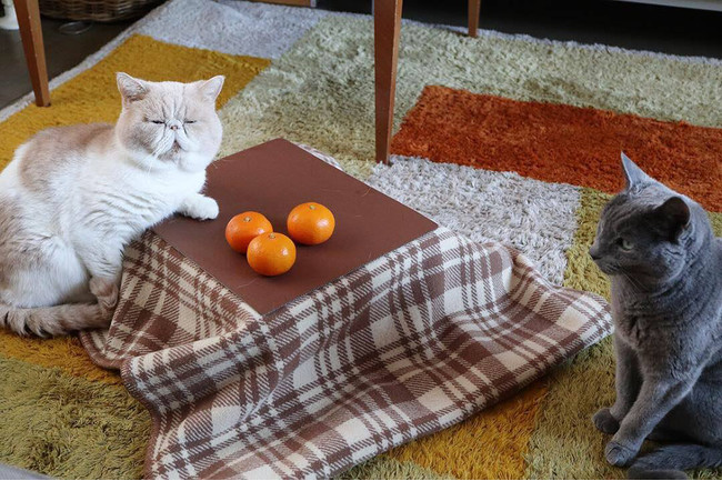 おひとり様でも食べれるニャ！日本初のネコ専用こたつ付きみかん「猫と