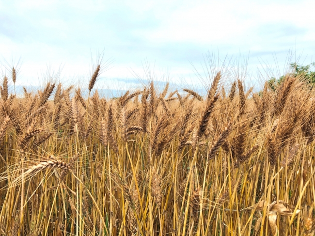 玉名の小麦畑