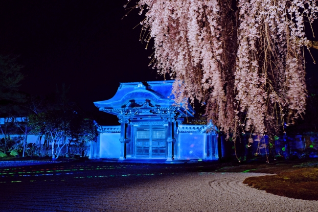 1日限定 桜満開の高台寺を貸切で堪能できる『SOWAKA限定 夜の高台寺