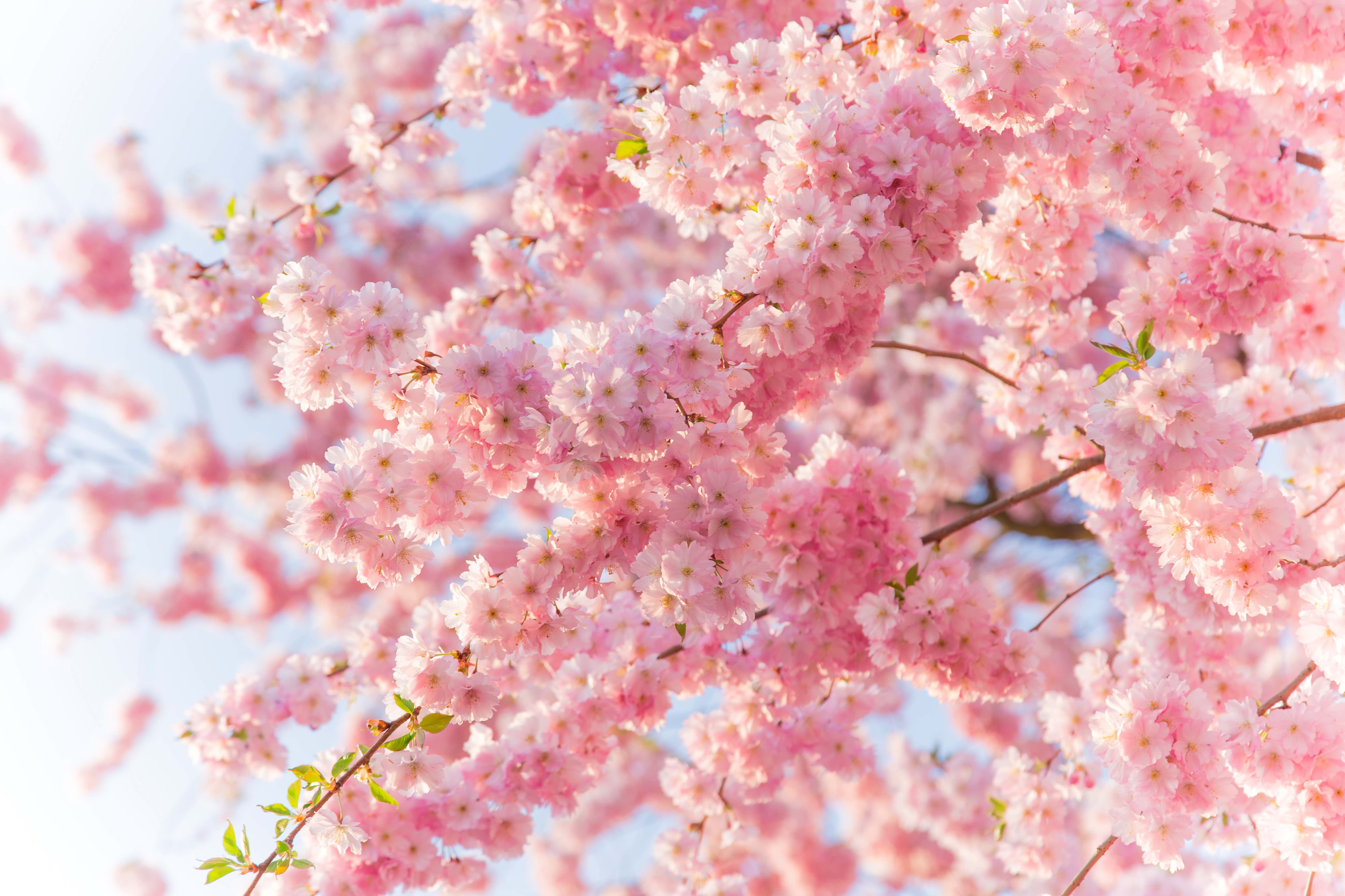 開花が待ち遠しい バレンタインデーも新生活も 桜 に願いを込めて