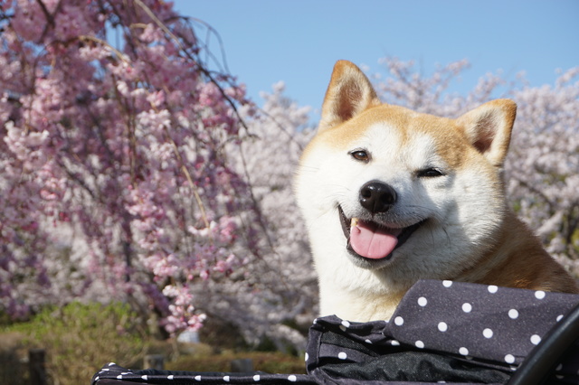 愛犬を遠足に連れていく 社会科遠足サービス を開始 都心で暮らす方向け獣医監修ペットシッター 家事代行のtokyo Sitter オリーブジャパン株式会社のプレスリリース