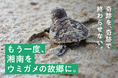 【もう一度、湘南をウミガメの故郷に】プラごみから生まれたプラモデル「RePLAMO」クラウドファンディング開始