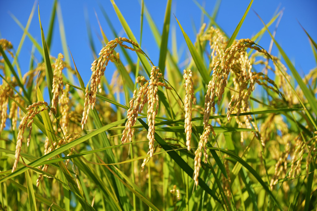 日本全員百姓プロジェクト 自然と人をもとにもどすために 千葉県匝瑳市 そうさし の土地から始動開始 一般社団法人seaのプレスリリース