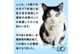 会社猫「ふく」グッズ登場。
