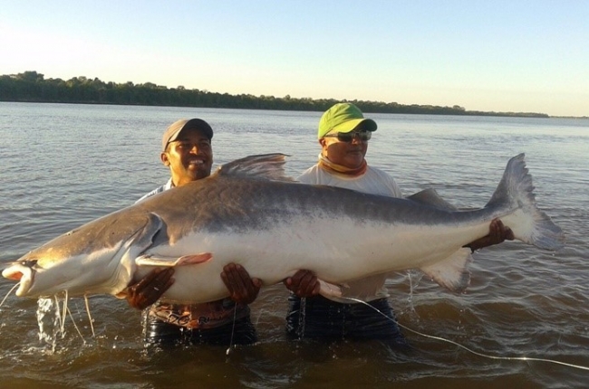 釣り業界に激震 大アマゾンで行われる Great Amazon World Fishing Rally の対象魚種全6種類が公開 一般社団法人great Amazon Fishing Rally Associationのプレスリリース