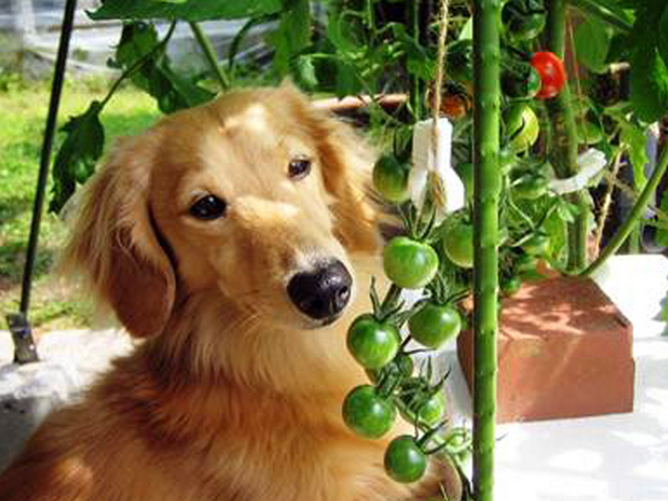 ジャックと豆の木コンテスト トマトを育てて家族の絆 協和株式会社のプレスリリース