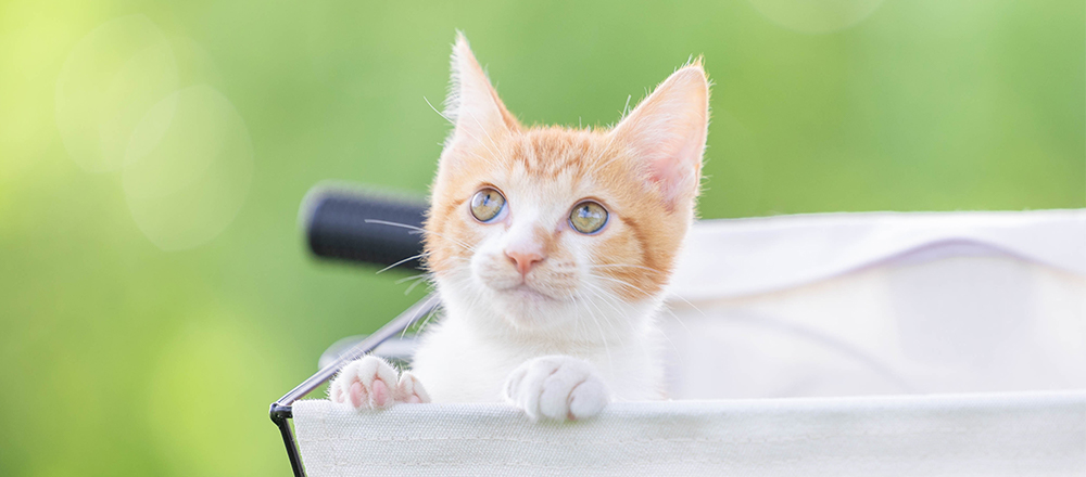 アドビ 2月22日の 猫の日 に猫好きに向けた 猫グラフィー フォト ムービーコンテスト開催 アドビ株式会社のプレスリリース