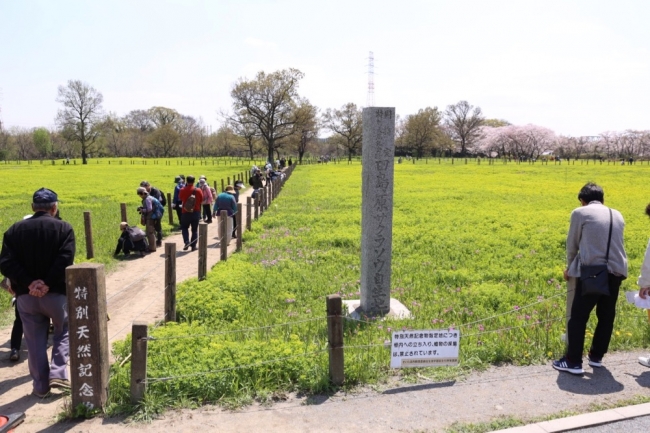 田島ケ原サクラソウ自生地