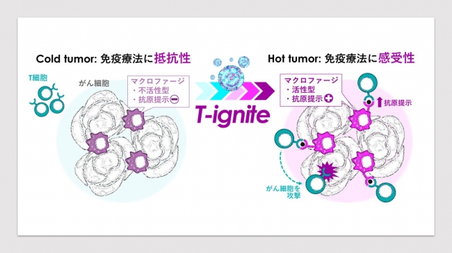 T-igniteは Cold tumorをHot tumorに変換してがんを治りやすくする最新技術です