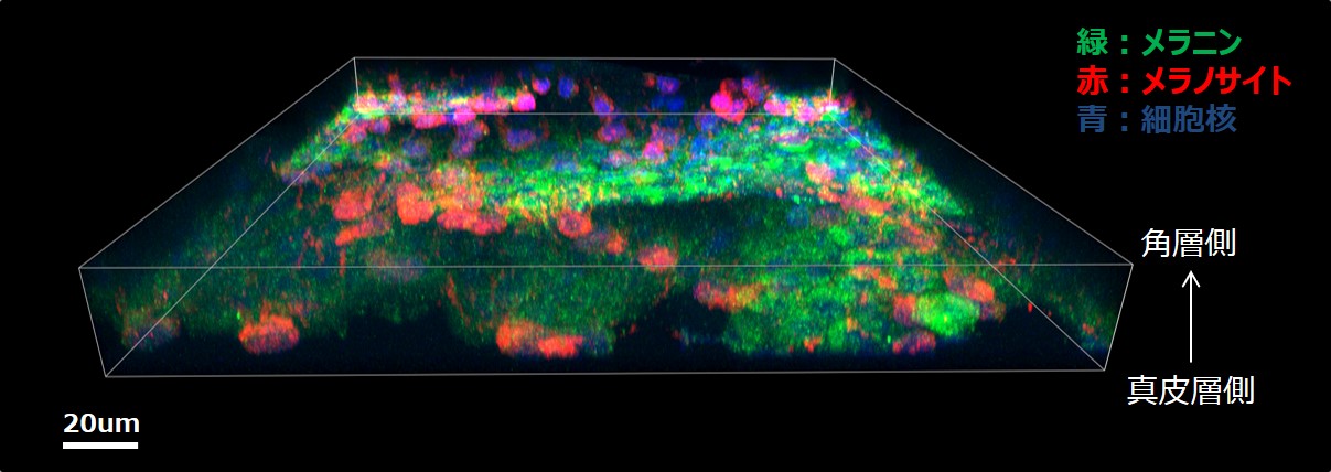 世界初 ヒト皮膚組織内のメラニン色素を蛍光で可視化 フランスにて様々な肌色の皮膚組織により実証 株式会社コーセーのプレスリリース