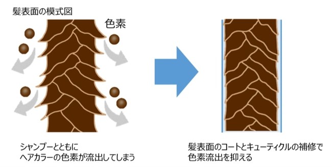 図 2　シャンプー使用時のヘアカラーの褪色抑制のイメージ図