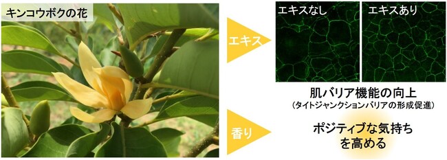 図1　開発したキンコウボクの花のエキスおよび香りの効果