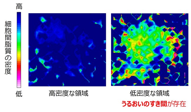 図２　赤外分光法による細胞間脂質の充填密度の可視化