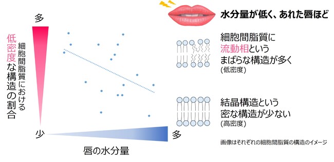 図1　唇の水分量と細胞間脂質の構造の関係（構造は電子線回折から解析）