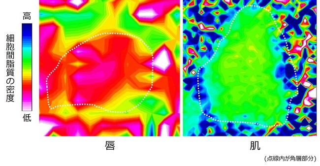 図2　赤外分光法による唇と肌の細胞間脂質の密度の比較