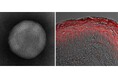 水溶性成分を肌深くまでムラなく浸透させる「高親水性リポソーム」を開発