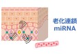 肌の老化を拡げる「老化連鎖miRNA」を発見