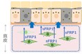真皮の抗シミ因子「sFRP1」を発見 ~真皮の細胞老化による新たなシミ形成メカニズムを解明~