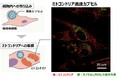 ミトコンドリアに化粧品成分を届けるカプセルを開発
